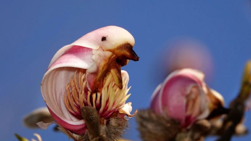 Conoce el árbol con flores hermosas que se asemejan a aves