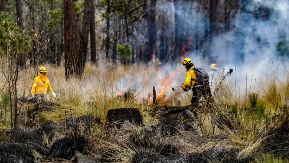 El 100% de los incendios son provocados por el ser humano.