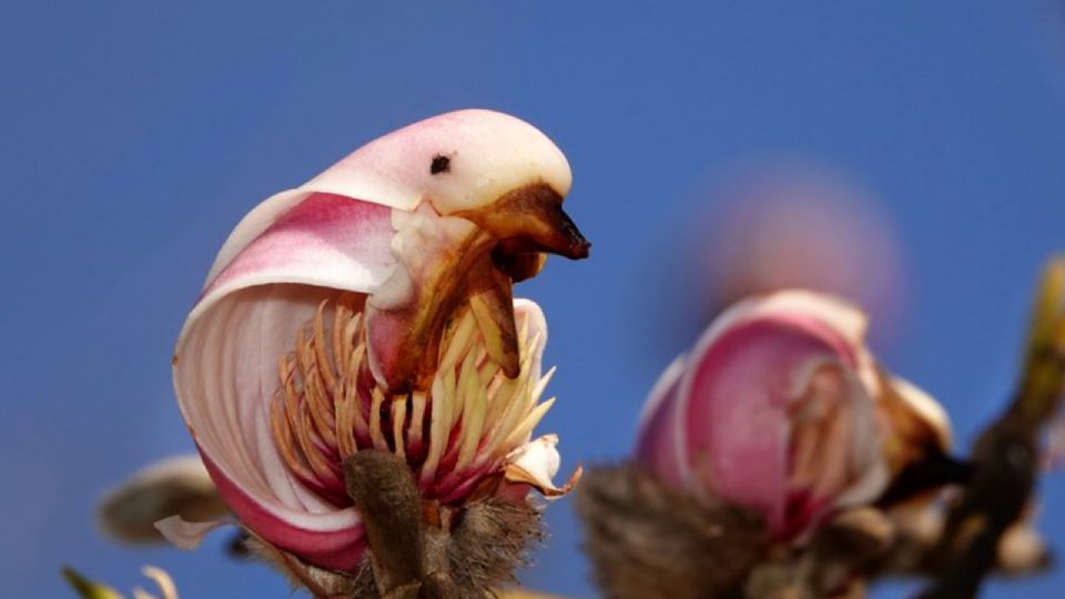 Los árboles con flores siempre llaman la atención, pero entre estos destaca uno por sus grandes flores.