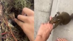 Lo más tierno del día: Mujer comparte video de cuando una ardilla la va a buscar para presentarle a sus bebés