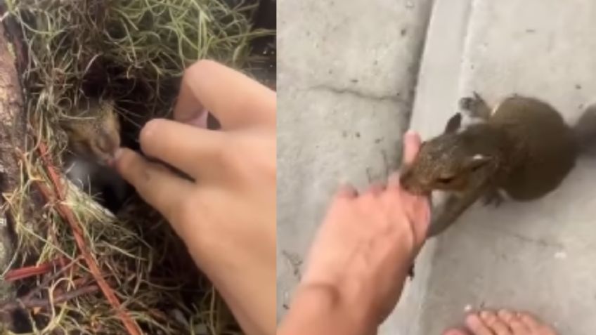 Lo más tierno del día: Mujer comparte video de cuando una ardilla la va a buscar para presentarle a sus bebés