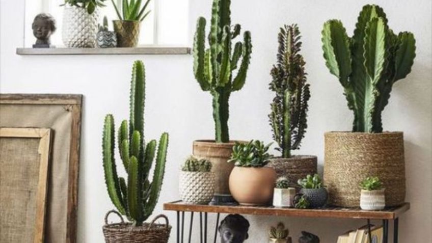 3 cactus fáciles de cuidar para adornar cualquier espacio pequeño y absorber las malas energías