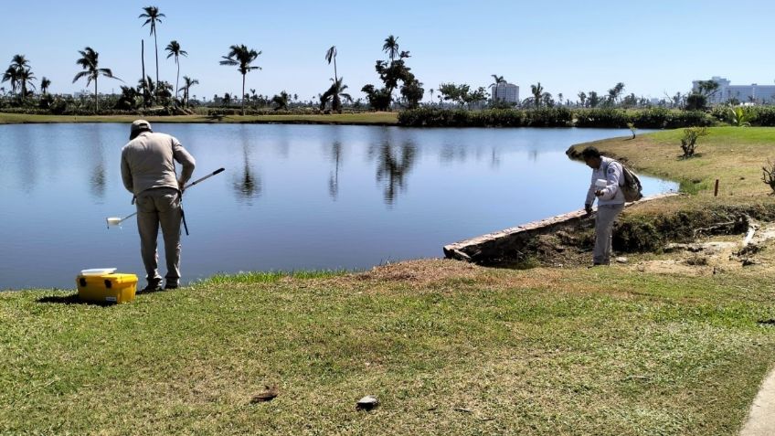 Intensifican brigadas de fumigación contra el mosco transmisor del Dengue en Guerrero