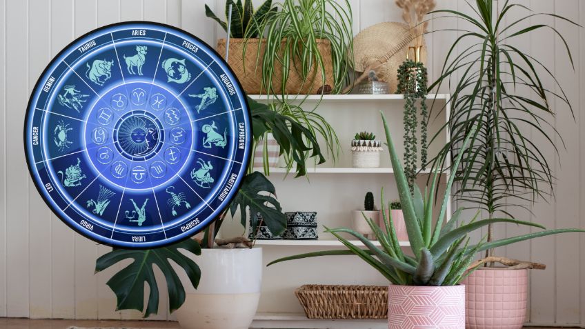 Cuál es la planta ideal para tu casa, según tu signo del zodiaco