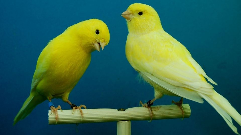 El alpiste es el mejor alimento para estas aves