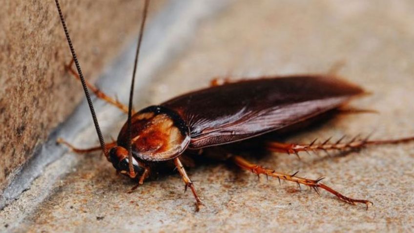 La fórmula casera altamente efectiva para acabar con las cucarachas y sus huevecillos