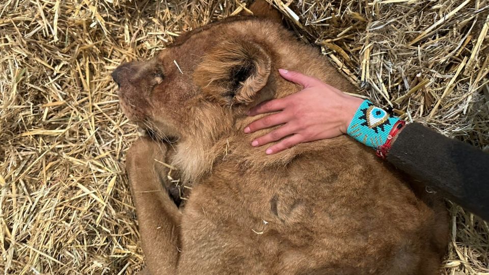 La leona había sido previamente rescatada del santuario Black Jaguar.