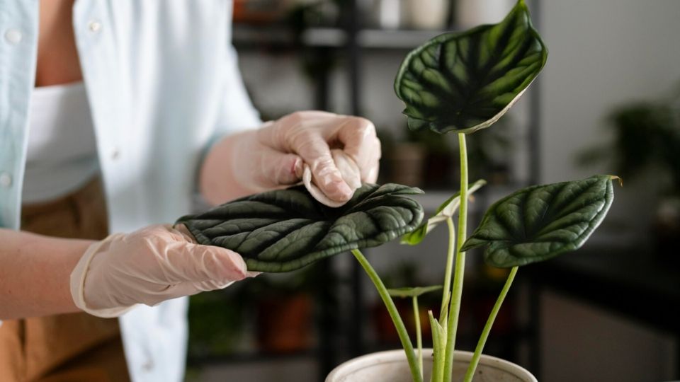 Las plantas necesitan cuidados para evitar las plagas