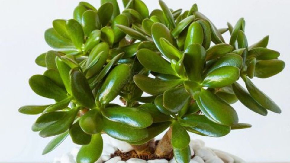 Descubre el trucazo de jardinero profesionales para revitalizar las hojas del Árbol de Jade