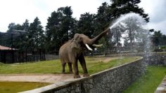 El elefante Ted tendrá una estatua, así puedes ayudar y ganar entradas al Zoológico de Zacango