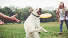 Exempleada de Petco revela los juguetes más resistentes y divertidos para tus mascotas