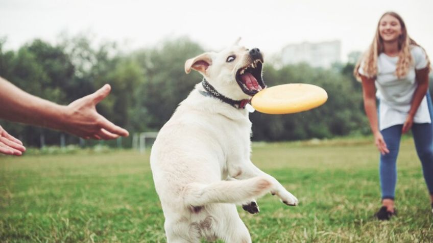 Exempleada de Petco revela los juguetes más resistentes y divertidos para tus mascotas