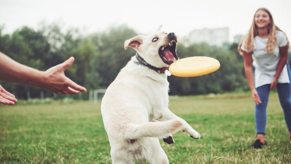 Estos juguetes son ideales para tus mascotas.