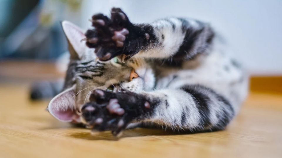 Las patitas de tu gato deben tener naturalmente un aroma sutil a cereales.