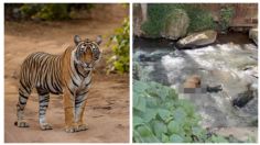 Encuentran a un tigre decapitado en cascadas de Valle de Bravo