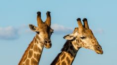 Benito la jirafa flechó el corazón de Maya, así nació el amor entre la pareja más famosa de Africam Safari