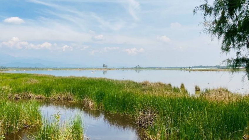 Sedema destaca aumento de biodiversidad en humedales