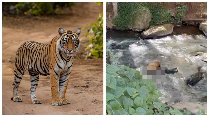 Encuentran a un tigre decapitado en cascadas de Valle de Bravo