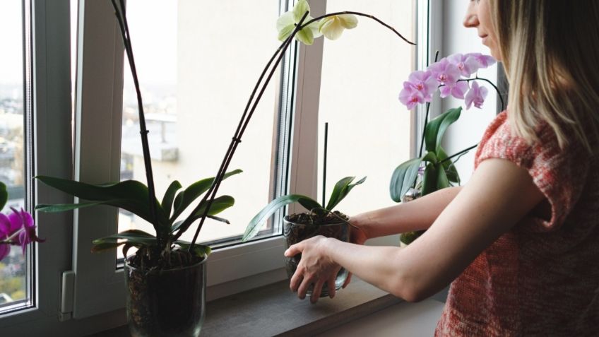 Bonitas y resistentes, las 3 plantas que se verán hermosas en tu ventana