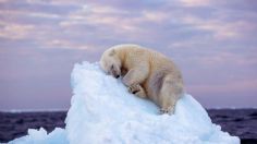 “Cama de hielo”: la espectacular FOTO de un oso polar durmiendo en un iceberg gana un importante premio