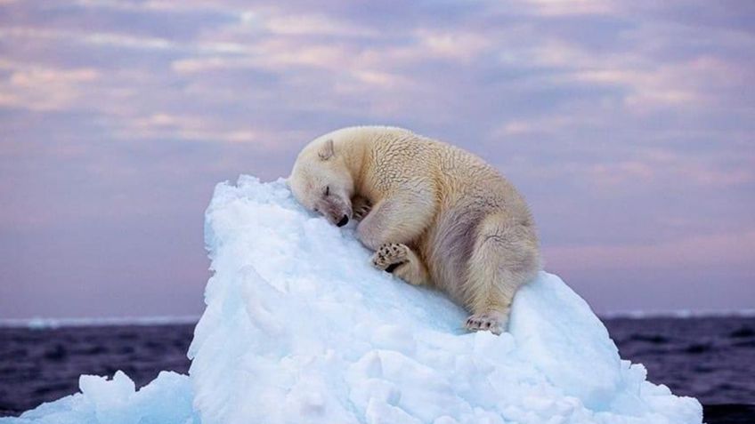 “Cama de hielo”: la espectacular FOTO de un oso polar durmiendo en un iceberg gana un importante premio