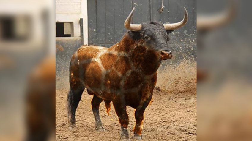 "Salvemos a Benito" convoca a manifestación para frenar las corridas de toros en México