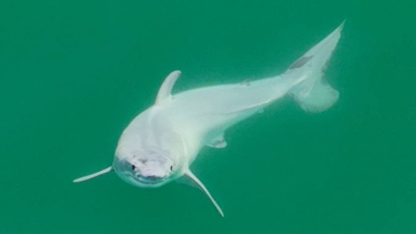 Alertan por avistamiento de tiburón blanco en costas de Sonora