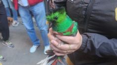 VIDEO: Rescatan a quetzal atrapado en un árbol de Santa María la Ribera