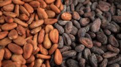 "El Niño" afecta la producción de cacao y alerta por máximos precios históricos