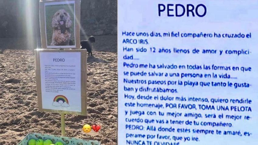 "Toma una pelota y juega con tu mejor amigo": rinden homenaje a Pedro, un perrito fallecido que amaba la playa