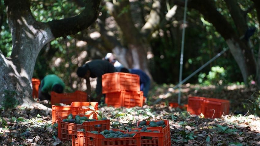 Violencia en Michoacán se recrudece en medio de la demanda de aguacate por Super Bowl