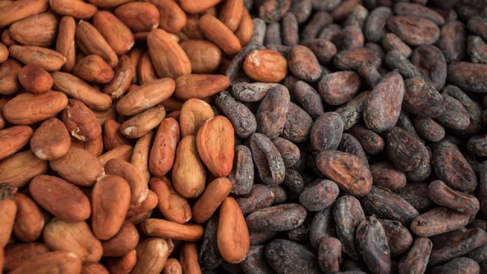 Por el aumento de precios del cacao, chocolateras prevén crisis