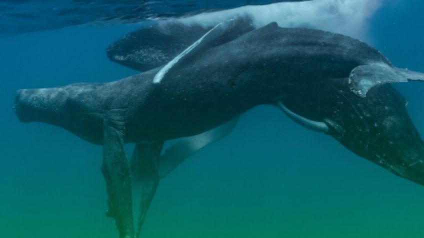 Captan a dos ballenas macho apareándose en Hawaii