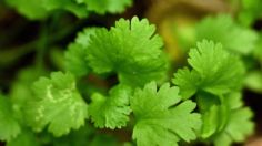 ¿Cómo plantar cilantro en casa? Sencillo truco con agua y azúcar