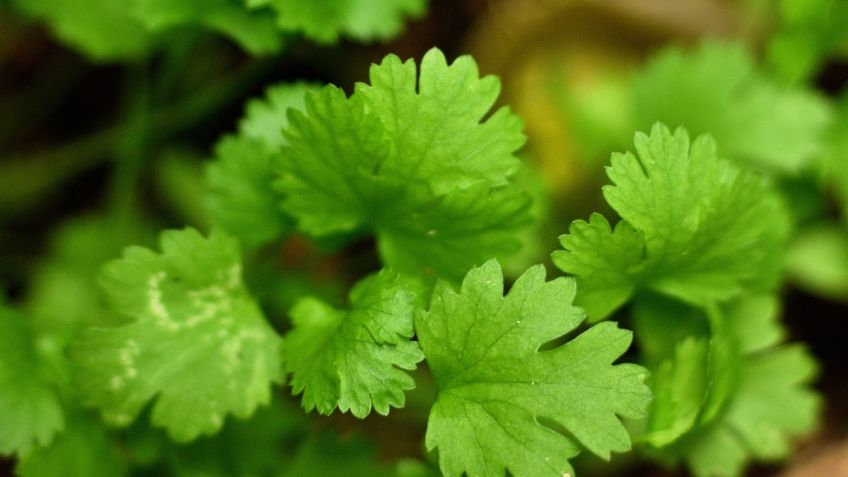 ¿Cómo plantar cilantro en casa? Sencillo truco con agua y azúcar