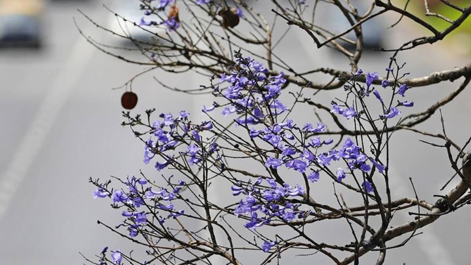 Jacarandas florecen antes de tiempo