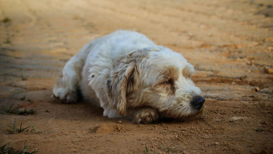 En el país sólo se sanciona el 0.01% de los casos de maltrato animal que se reportan.