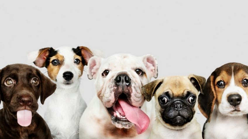 Tres productos de limpieza pet friendly ideales para utilizar en tu hogar