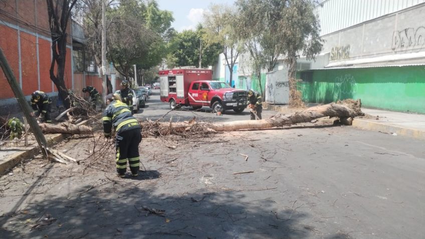 Cae árbol de 18 metros en Iztapalapa, CDMX y rompe cableado de luz y teléfono