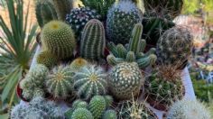 Cuál es el cactus ancestral que crece en cualquier parte y tiene propiedades medicinales