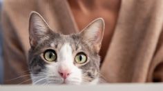 Haz que tu gato se sienta muy amado: 7 cosas que puedes hacer para mimarlo