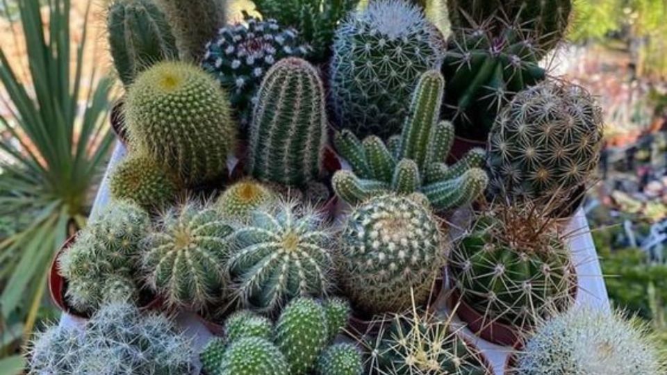 Cuál es el cactus ancestral que crece en cualquier parte y tiene propiedades medicinales