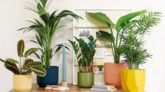 5 plantas de interior que aunque son difíciles de cuidar, harán de tus habitaciones las más hermosas