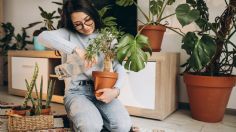 5 plantas que absorberán el calor y harán sentir fresco tu hogar