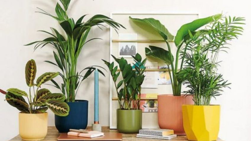 5 plantas de interior que aunque son difíciles de cuidar, harán de tus habitaciones las más hermosas