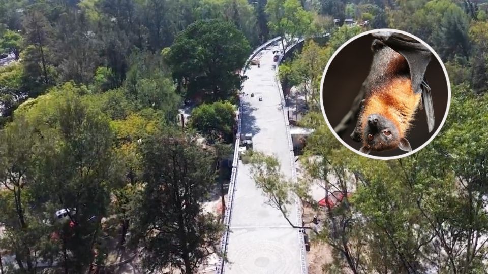 Bosque de Chapultepec celebra a los murciélagos