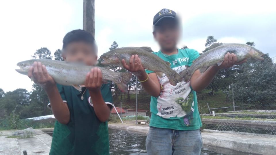 Este año aumentó el huevo oculado de trucha importado