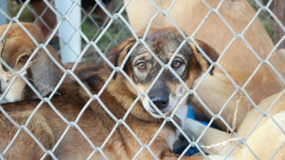 Los animales fueron trasladados a un centro de atención especializada.