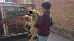 "Caen" perros por atacar a 2 jóvenes en calles de Metepec