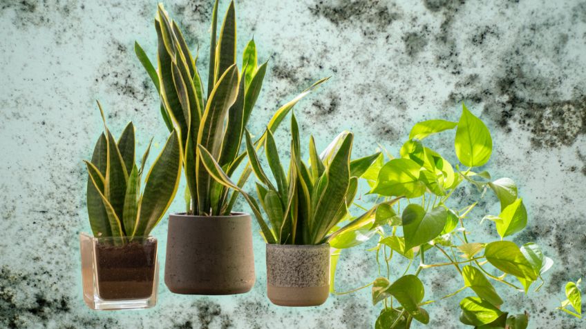 Lujo silencioso: 7 plantas de interior ideales para eliminar la humedad de paredes y techos